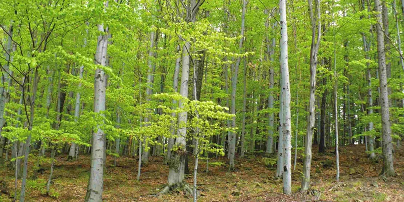 foto:Bliżej Natury- Las Serce Beskidów