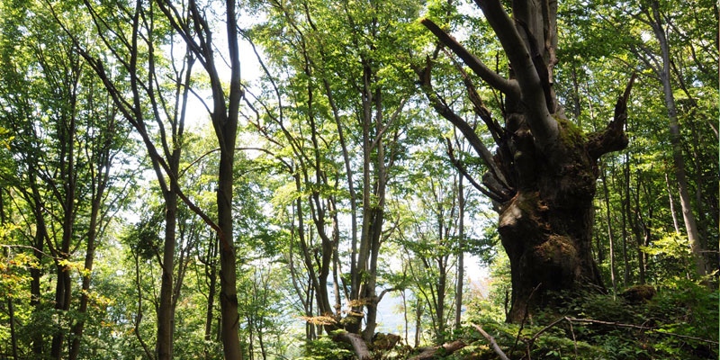 foto:Regulamin konkursów dla dzieci i młodzieży